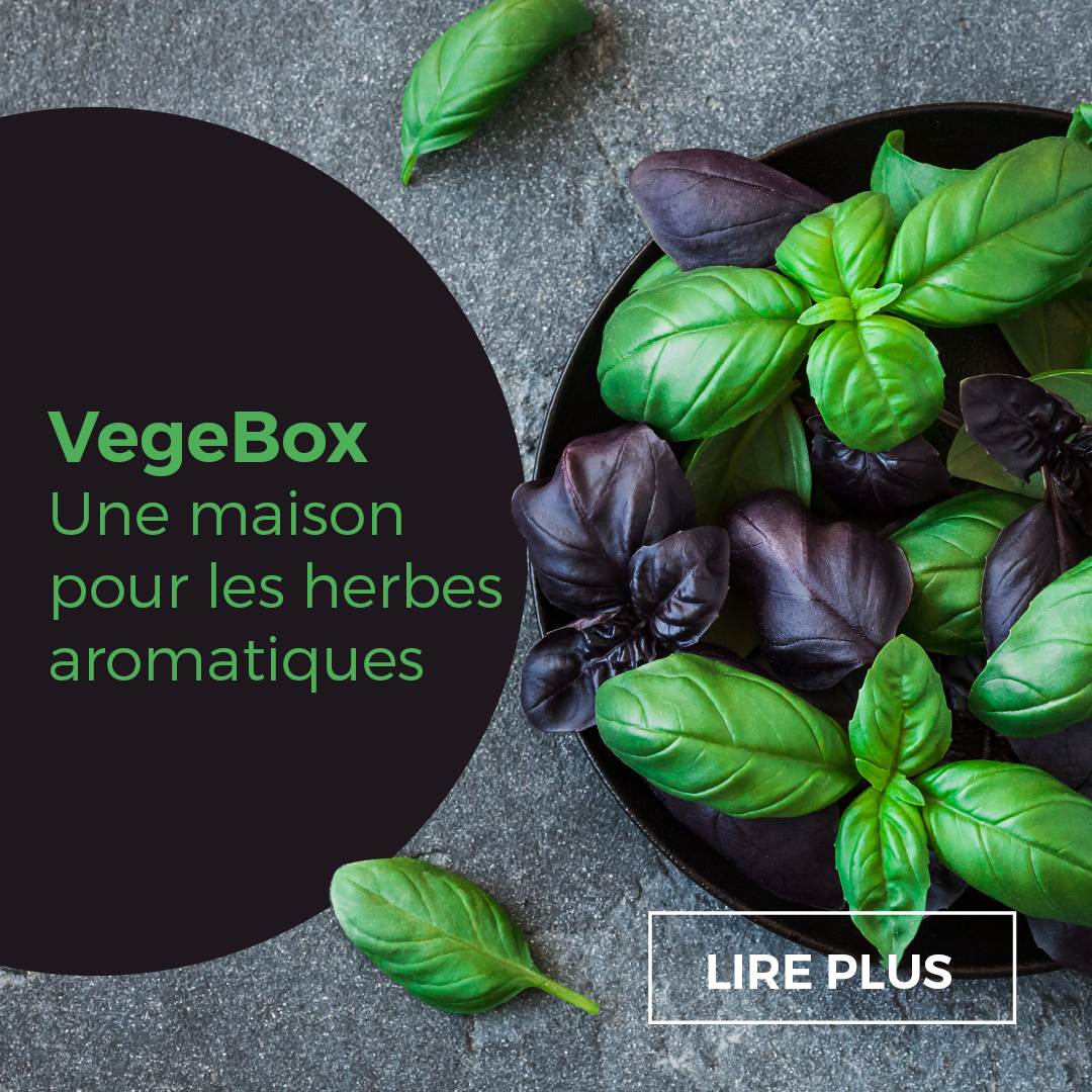 VegeBox – Un jardin hydroponique pour les herbes aromatique